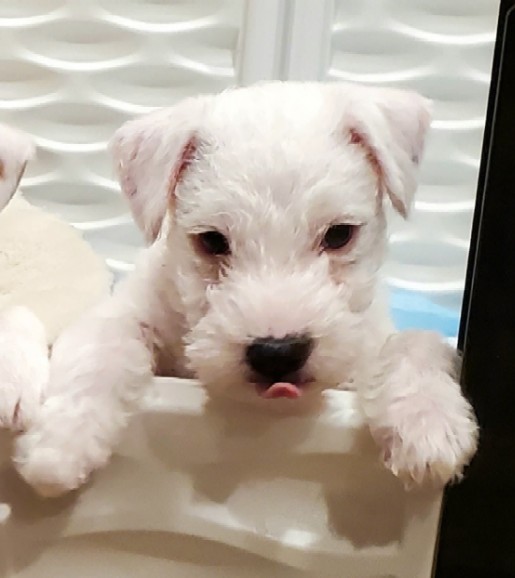 Whitepuppy2.jpg