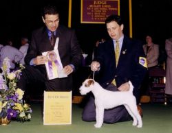 Westminster Best of Breed 2001